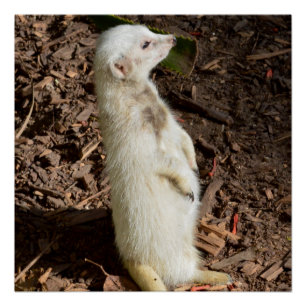 White Meerkat Standing, Poster