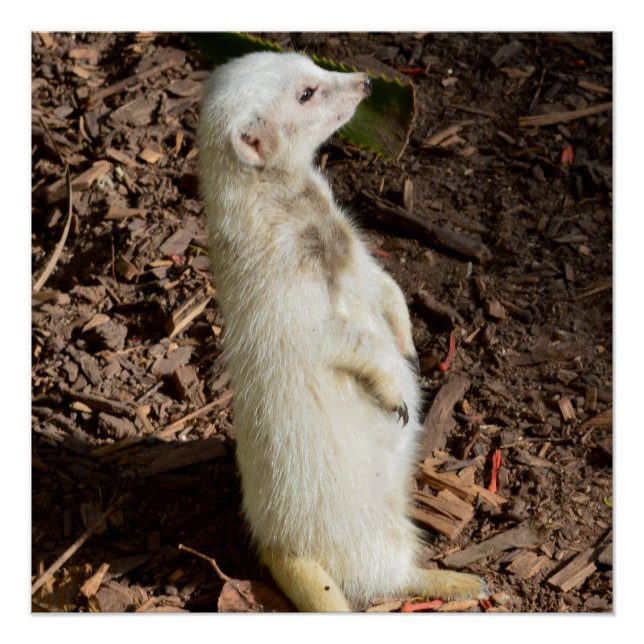 White Meerkat Standing,  Poster (Front)