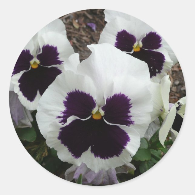 White mixed pansy classic round sticker (Front)