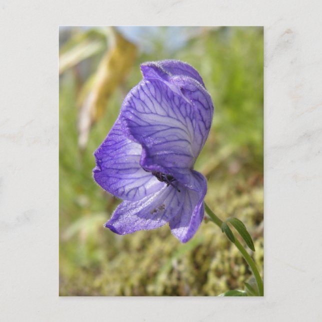 White Monkshood, Unalaska Island Postcard (Front)
