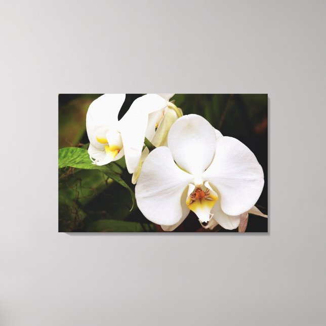White Moon Orchid (Phalaenopsis Aphrodite) Canvas Print (Front)