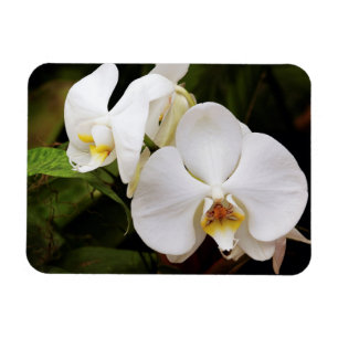 White Moon Orchid (Phalaenopsis Aphrodite) Magnet
