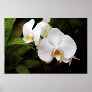 White Moon Orchid (Phalaenopsis Aphrodite) Poster