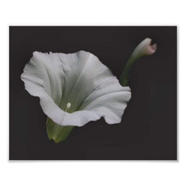 White Morning Glory Flower Close Up 8x10 Photo Print (Front)