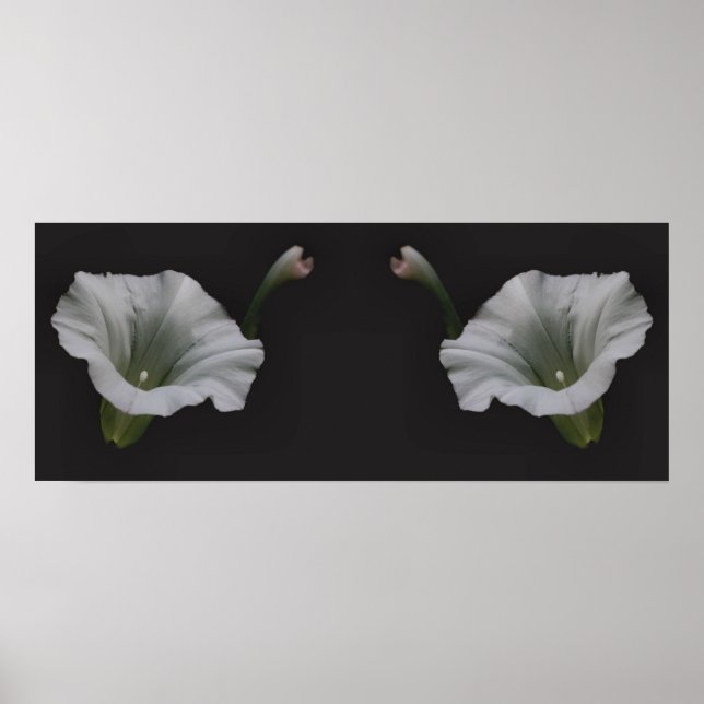 White Morning Glory Flower Mirror Abstract Poster (Front)