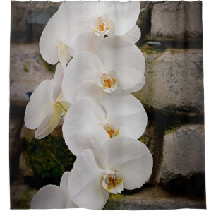 White Moth Orchid