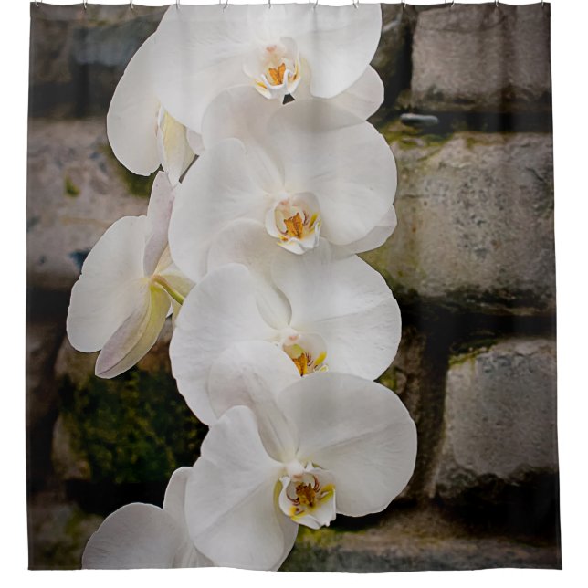 White Moth Orchid (Front)