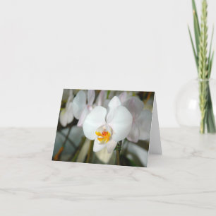 White Moth Orchid Card