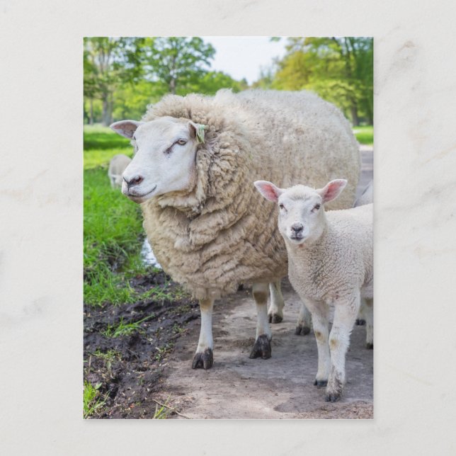 White mother sheep and lamb standing on road postcard (Front)