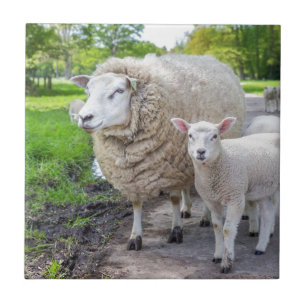 White mother sheep and lamb standing on road tile