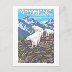 White Mountain Goat FamilyWyoming Postcard
