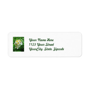 White Multiflora Roses Wildflower
