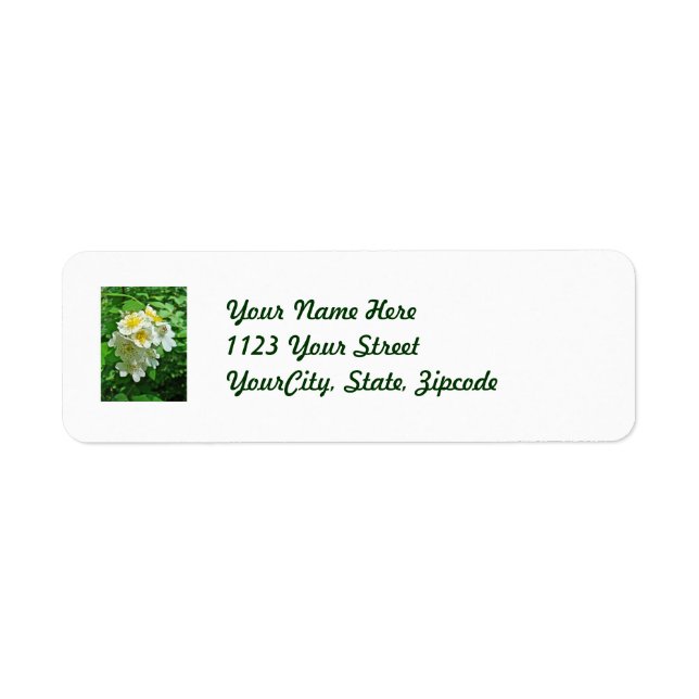 White Multiflora Roses Wildflower (Front)