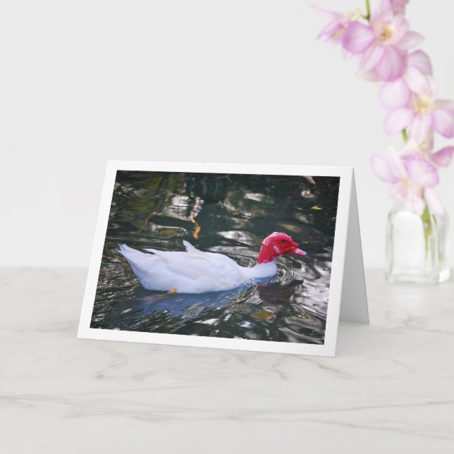 White Muscovy duck Card (Orchid)