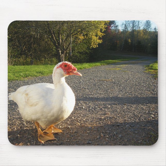 White Muscovy duck drake Mouse Pad (Front)