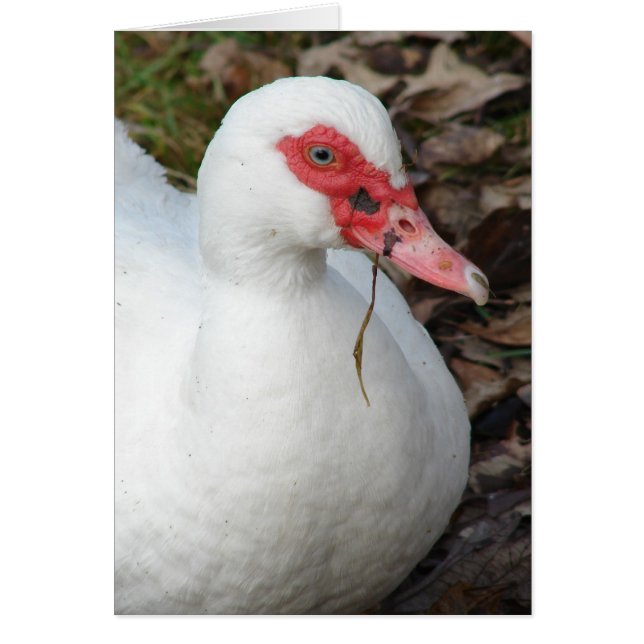 White Muscovy Hen (Front)