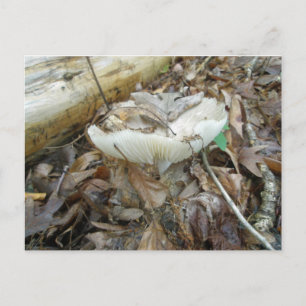 White Mushroom Coordinating Items Postcard