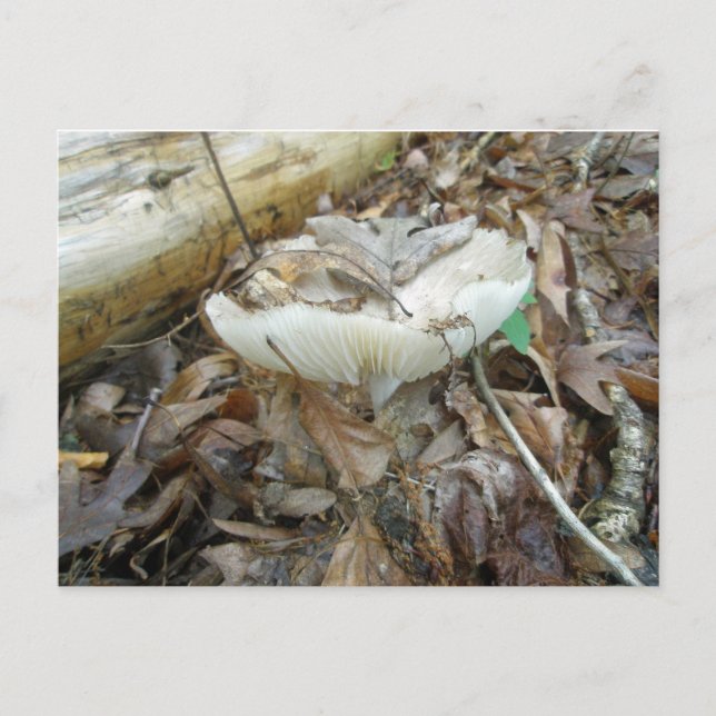 White Mushroom Coordinating Items Postcard (Front)