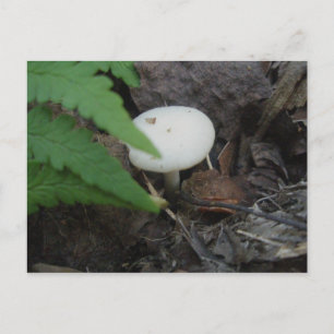 White Mushroom & Fern Postcard
