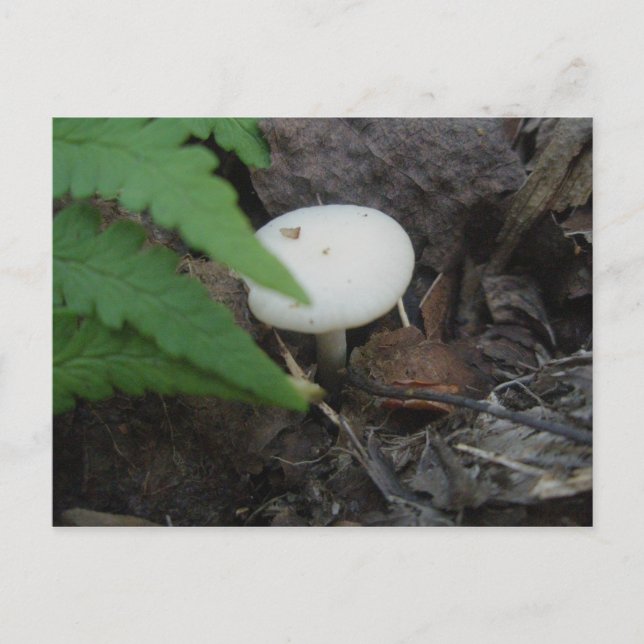White Mushroom & Fern Postcard (Front)