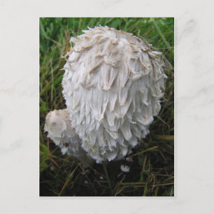 White Mushroom Postcard
