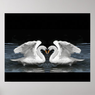 White Mute Swan Mirror Image Poster