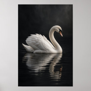 White Mute Swan on Dark Reflective Water Wall Art