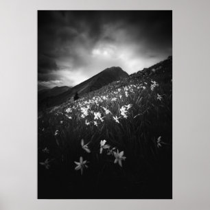 White narcissus flowers in darkness poster