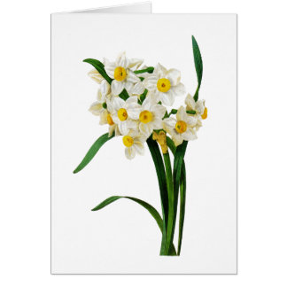 White Narcissus par Pierre-Joseph Redoute