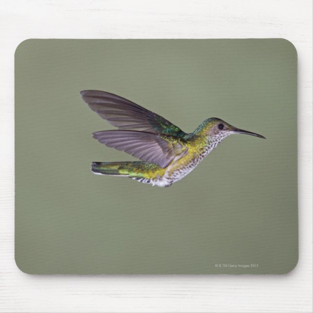 White-necked Jacobin Florisuga melivora Costa Mouse Pad (Front)