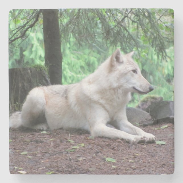 White North American Wolf Stone Coaster (Front)