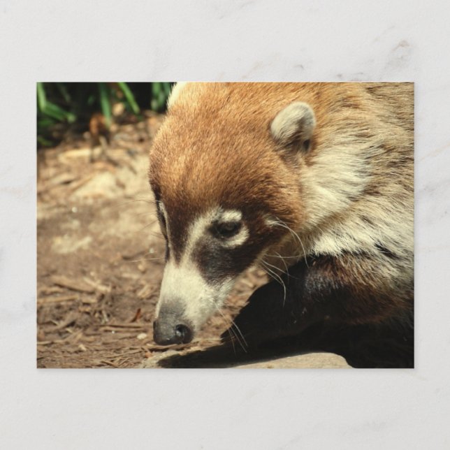  White Nosed Coati Postcard (Front)