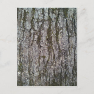 White Oak Tree Bark Postcard