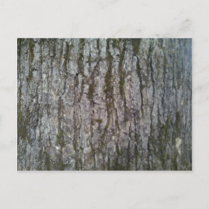 White Oak Tree Bark Postcard
