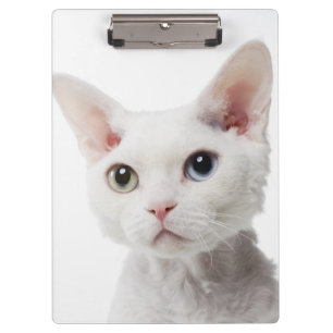 White odd-eyed cat 2 clipboard