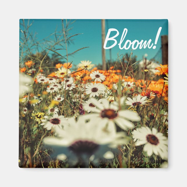 White Orange Daisy Flowers Bloom Magnet (Front)