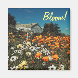 White Orange Daisy Flowers Bloom Magnet
