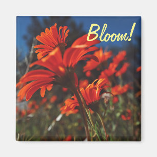 White Orange Daisy Flowers Bloom Magnet