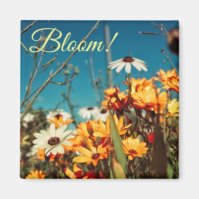 White Orange Daisy Flowers Bloom Magnet (Front)