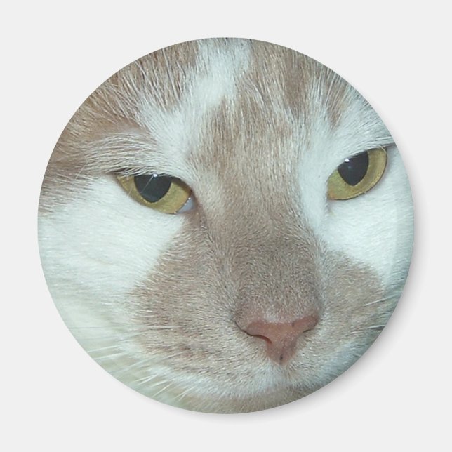 White & Orange Tabby Cat Magnet (Front)