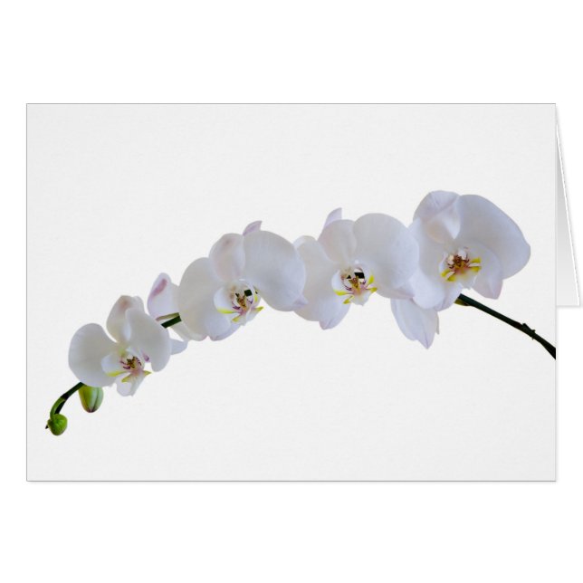 White orchid (Front Horizontal)