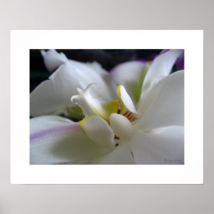 White Orchid 8 Phalaenopsis Poster Art Print