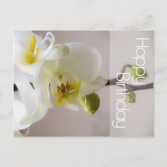 White Orchid Birthday Postcard (Front)