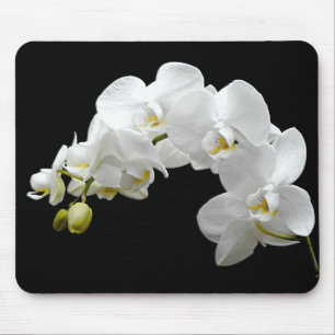 White Orchid Blossom Mouse Pad