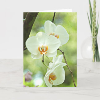 White Orchid Card