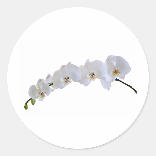 White orchid classic round sticker (Front)