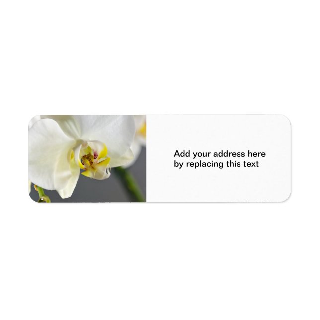 White Orchid Flower (Front)