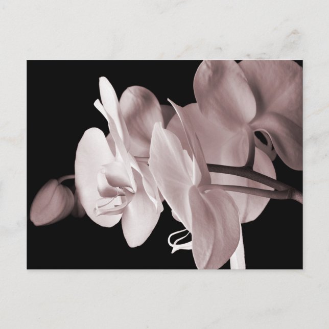 White Orchid Flower Black Background Abstract Postcard (Front)