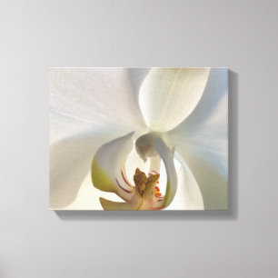 White Orchid Flower Blossom Canvas Print