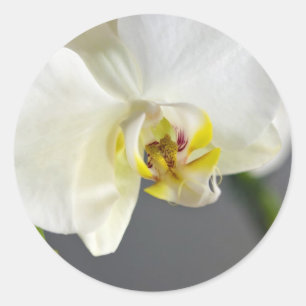 White Orchid Flower Classic Round Sticker